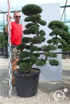 Japan-Stechpalme - Ilex crenata