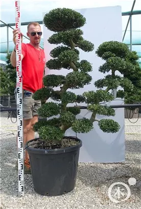 Japan-Stechpalme - Ilex crenata