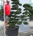 Japan-Stechpalme - Ilex crenata