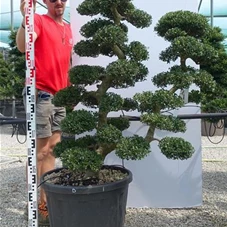 Ilex crenata, Gartenbonsai YT32D - 120