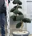 Japan-Stechpalme - Ilex crenata
