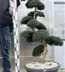 Japan-Stechpalme - Ilex crenata