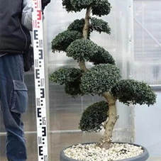 Ilex crenata, Gartenbonsai SK8n22 - 110