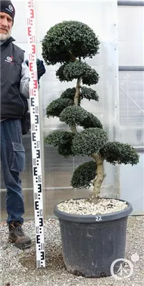 Japan-Stechpalme - Ilex crenata