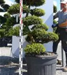 Japan-Stechpalme - Ilex crenata