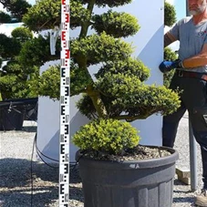 Ilex crenata, Gartenbonsai M4A 