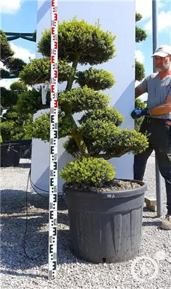 Japan-Stechpalme - Ilex crenata