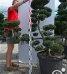 Japan-Stechpalme - Ilex crenata