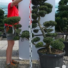 Ilex crenata, Gartenbonsai T42n10 - 130