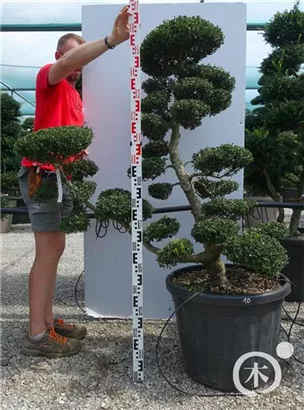 Japan-Stechpalme - Ilex crenata