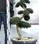 Japan-Stechpalme - Ilex crenata