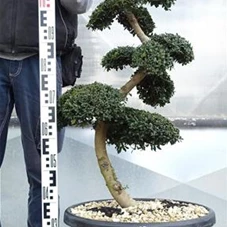 Ilex crenata, Gartenbonsai SK8n11 - 90