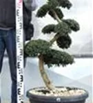 Japan-Stechpalme - Ilex crenata