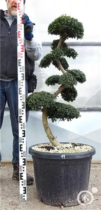 Japan-Stechpalme - Ilex crenata