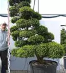 Japan-Stechpalme - Ilex crenata
