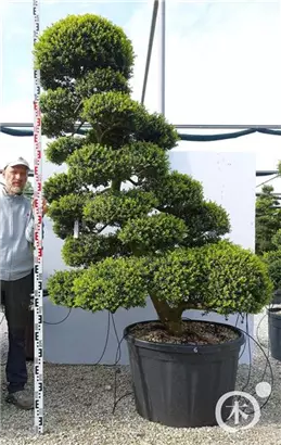 Japan-Stechpalme - Ilex crenata