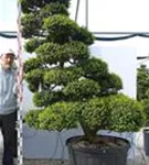 Japan-Stechpalme - Ilex crenata