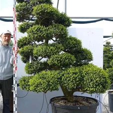 Ilex crenata, Gartenbonsai MRXLn6 - 190