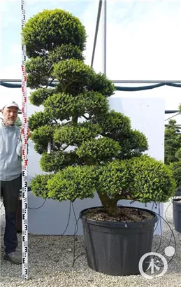 Japan-Stechpalme - Ilex crenata