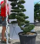 Japan-Stechpalme - Ilex crenata