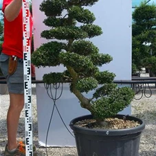 Ilex crenata, Gartenbonsai T42n4 - 130