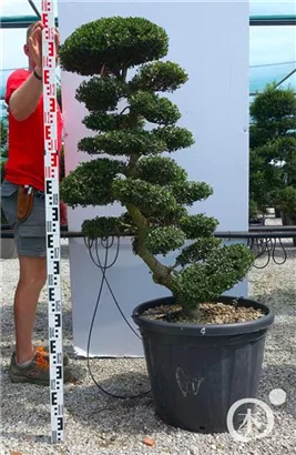 Japan-Stechpalme - Ilex crenata