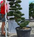 Japan-Stechpalme - Ilex crenata