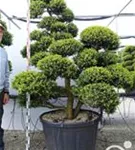 Japan-Stechpalme - Ilex crenata