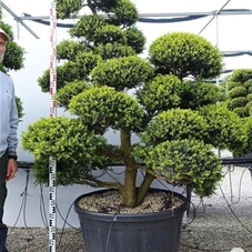 Ilex crenata, Gartenbonsai MRXLn2 - 190