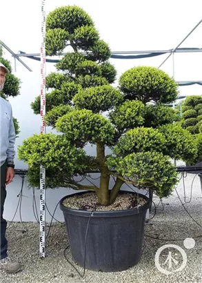 Japan-Stechpalme - Ilex crenata