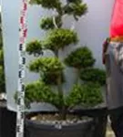 Japan-Stechpalme - Ilex crenata