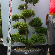 Ilex crenata, Gartenbonsai SK1n14 - 110