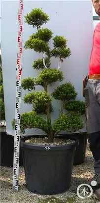 Japan-Stechpalme - Ilex crenata