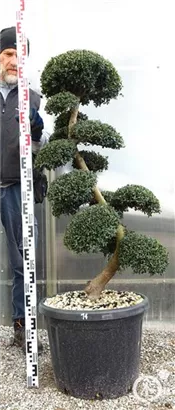 Japan-Stechpalme - Ilex crenata