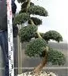 Japan-Stechpalme - Ilex crenata