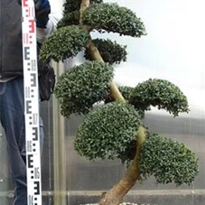 Ilex crenata, Gartenbonsai SK8n14 - 110