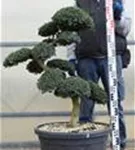 Japan-Stechpalme - Ilex crenata