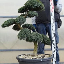 Ilex crenata, Gartenbonsai SK8n3 - 80