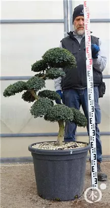Japan-Stechpalme - Ilex crenata