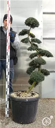 Japan-Stechpalme - Ilex crenata