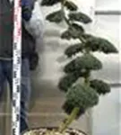 Japan-Stechpalme - Ilex crenata