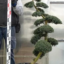 Ilex crenata, Gartenbonsai SK8n9 - 120