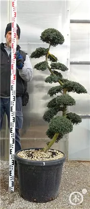 Japan-Stechpalme - Ilex crenata