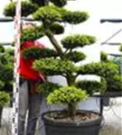 Japan-Stechpalme - Ilex crenata