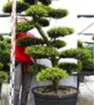 Japan-Stechpalme - Ilex crenata