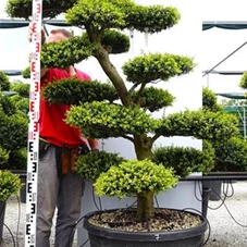 Ilex crenata, Gartenbonsai M4n7 - 160