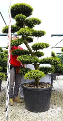 Japan-Stechpalme - Ilex crenata