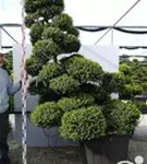 Japan-Stechpalme - Ilex crenata