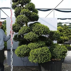 Ilex crenata, Gartenbonsai MRXLn5 - 190