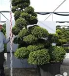 Japan-Stechpalme - Ilex crenata
